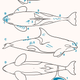 Injuries mapped on the body of Gladis Black.
